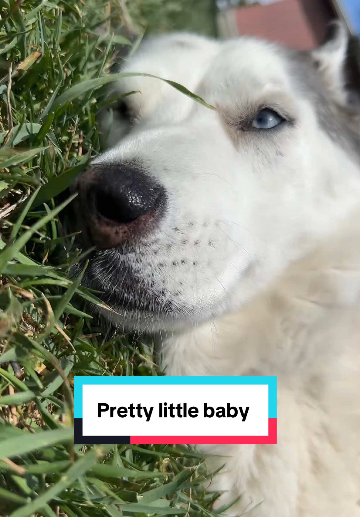 Pretty little baby #husky #huskylife #fyp #dogsoftiktok 