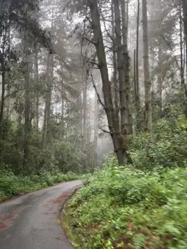 #merida #venezuela #flypシ #viralvideos #bosquepino #elvalle #tic 