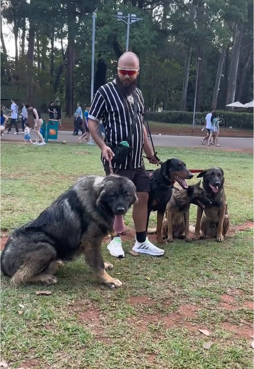 Pastor do Cáucaso, rival do Kangal 💀 #cachorro #entrevista 