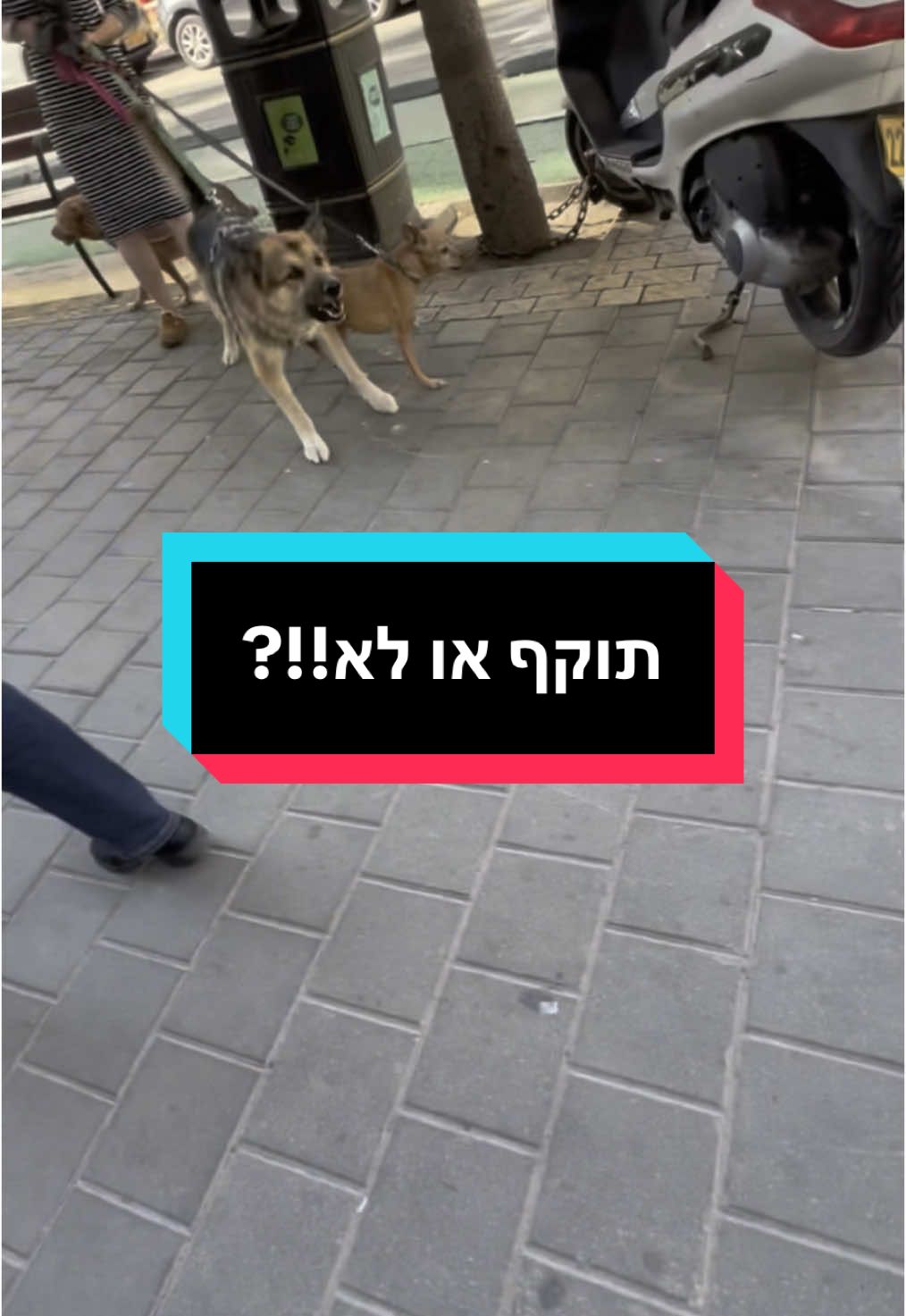 מי שמחזיק את הרצועה חייב להישאר מנהיג רגוע ואסרטיבי בכל עת.  ואם לא, זה שקשור ברצועה חושב שהוא חייב להנהיג  אבל זו בעיה להנהיג כשהוא קשור נכון? וככה נוצרות בעיות הרסניות⚠️