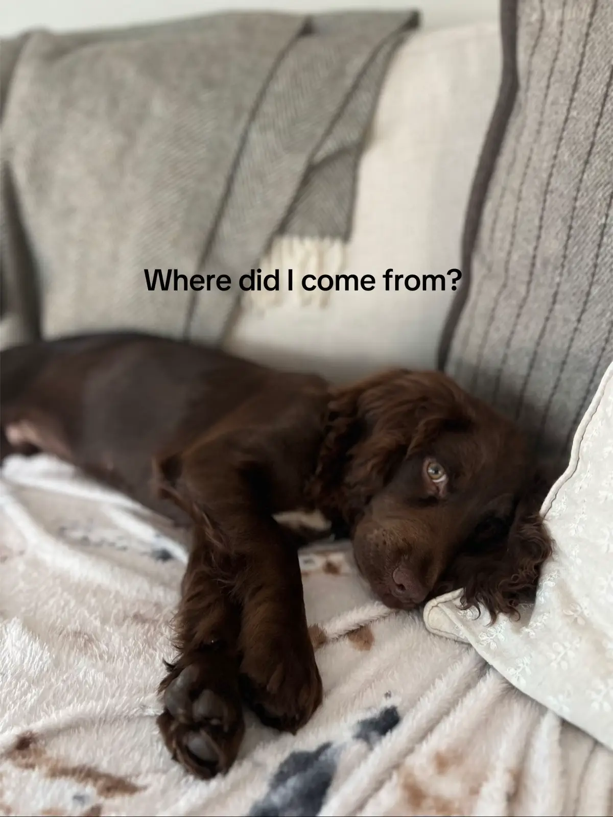 He’s literally my child 🐶 #dog #cockerspaniel #workingcockerspaniel 
