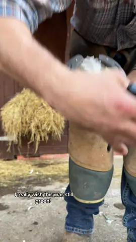 I must admit. When it was green before it was much more enjoyable to fill the feet up! It is a great product though. It’s a silicone packing & it absorbs concussion and protects the bottom of the hoof.  #farrier #fyp #horse #oddlysatisfying #farriersoftiktok #hoofcare  #forfarriersbyfarriers 