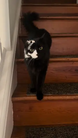 Sally’s angry face 😭 #vitiligo #blackcatsoftiktok #catsoftiktok #catmom (For licensing or usage, contact licensing@viralhog.com)