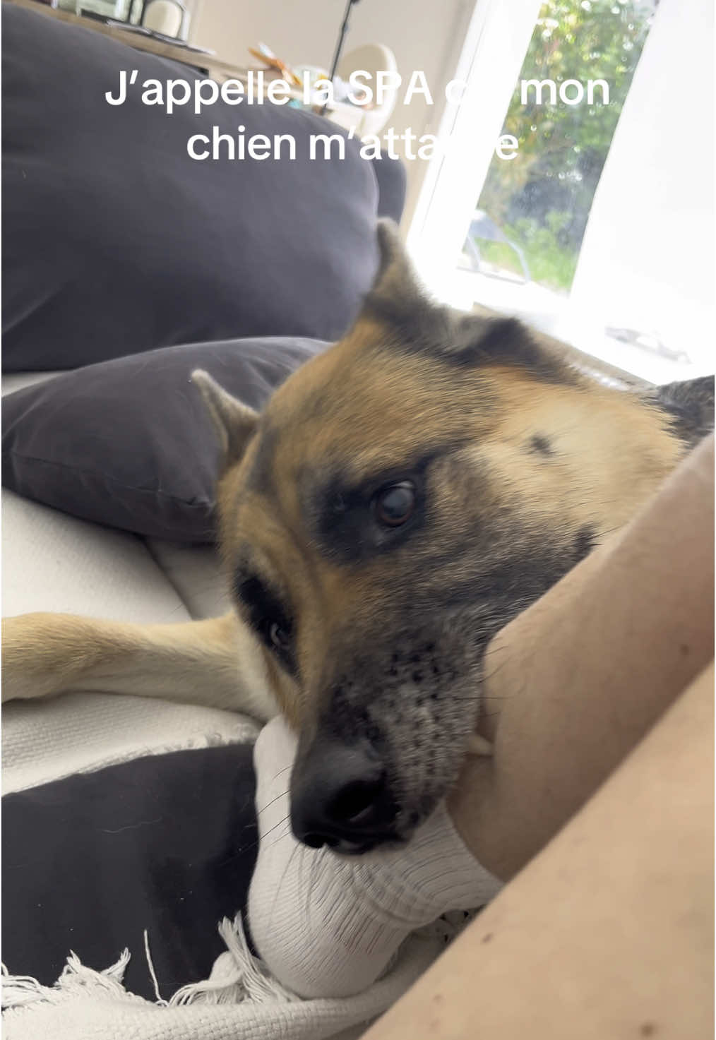 La prochaine fois il réfléchira avant d’attaquer son maître ! Allez hop en prison #spa#chien#attaque 