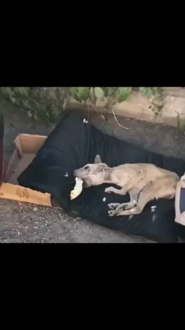 desnutrido y en malas condiciones lo encontramos hoy se le dio una segunda oportunidad de vida 🥺🐕🙏🙏