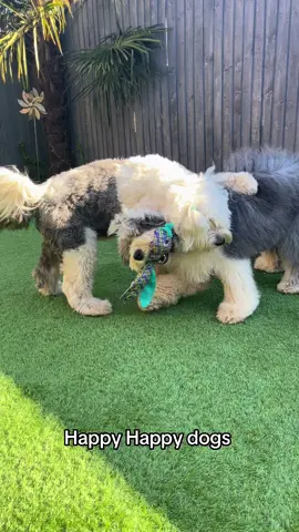 Happy happy playful dogs Sky&Bettybop #happyday #dogsplaying #happyhappydog #doggos #dogplay #oldenglishsheepdogs 