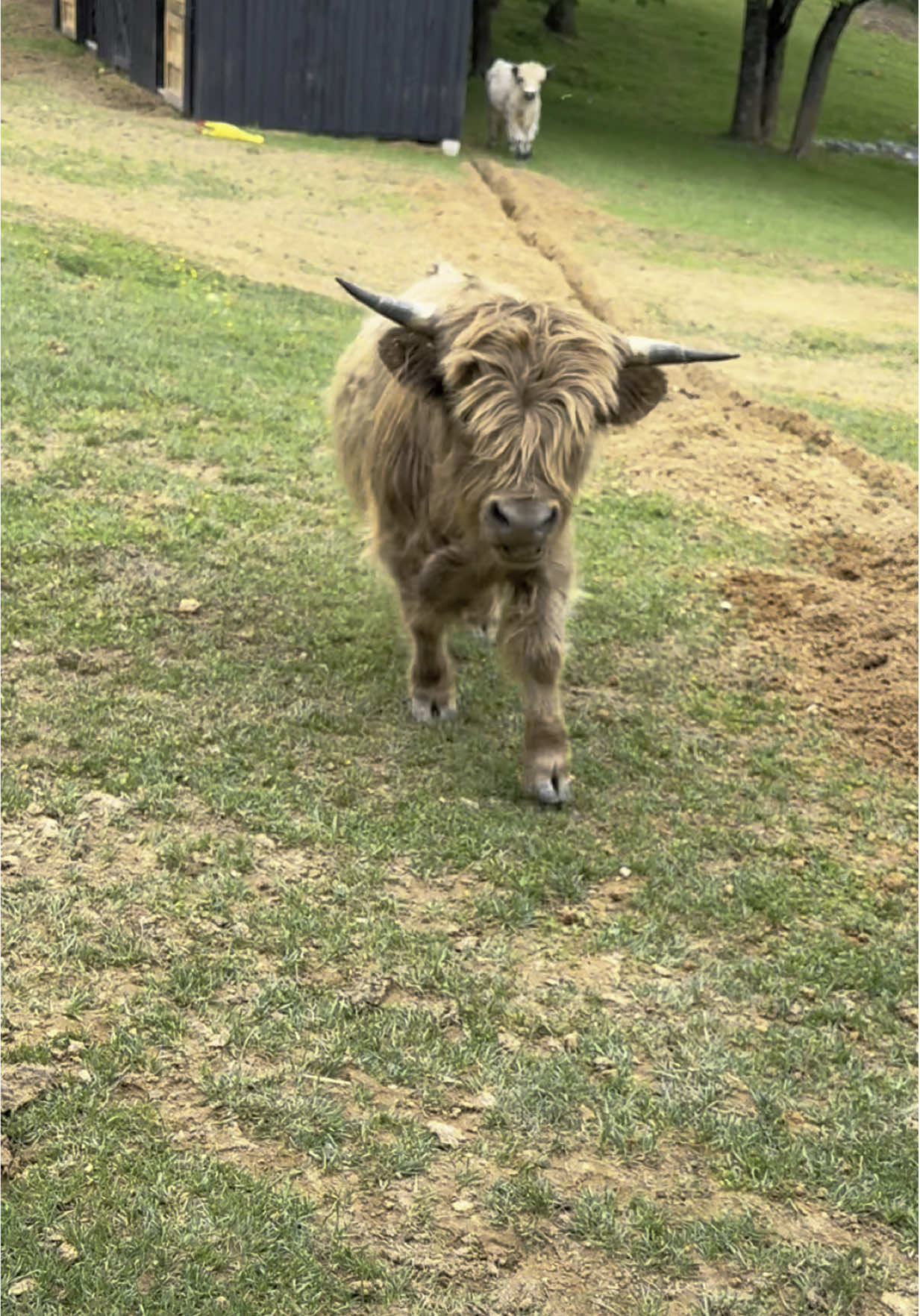 Idc what anyone says, he said mom 🤣 #bunnieandcrunchy 