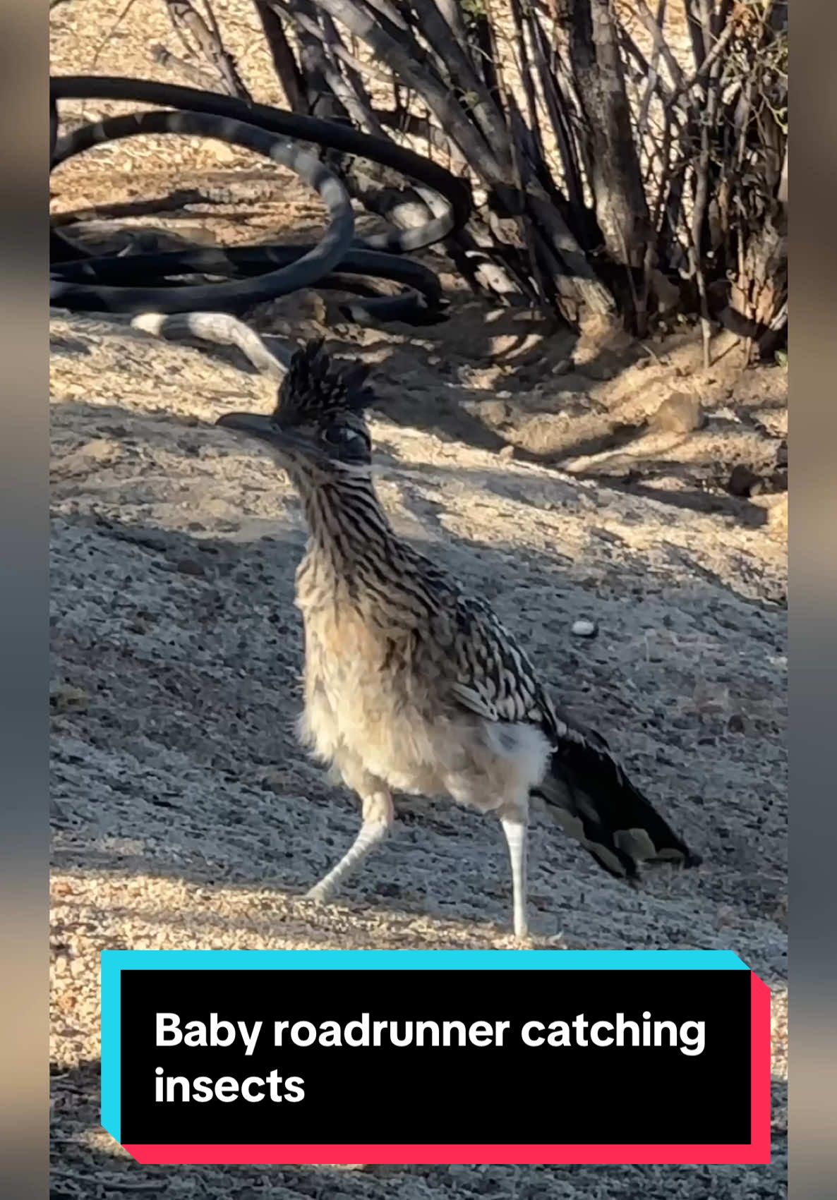 Baby roadrunner catching insects #hunting #birds #roadrunners #wildlife #nature #insightcreatorsearch #animals #birdwatching 