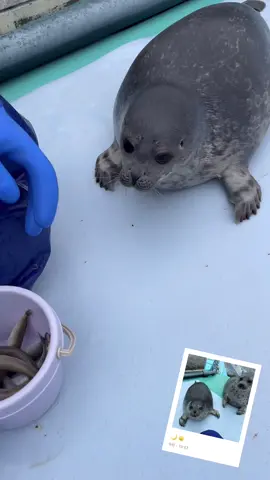 Tsuki learning new tricks :D 🦭 #japan #katsunori #tokkaricenter #fyp #foryou #ringedseal #pinniped #yochan #yochanbaby #pinnipeds #ringedseal #tokkaricenter #tokkaricenterseals #babyseals #babyseal 