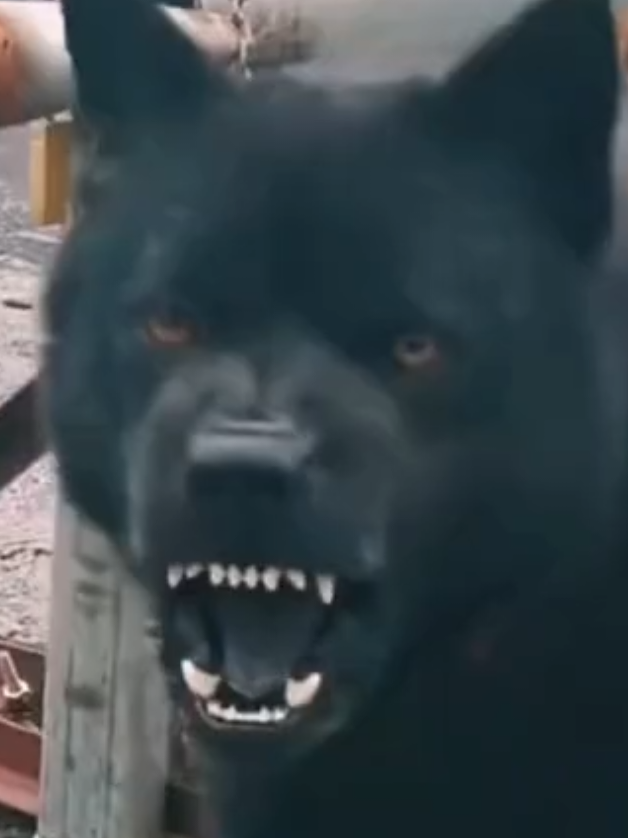 Very loud dog sound, rare type, front teeth are piercing #cool #dog #fyp #Animal_World #animal 