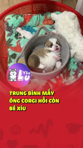 Trung bình mấy ông Corgi hồi còn bé xíu 😍 #shorts #yeulu