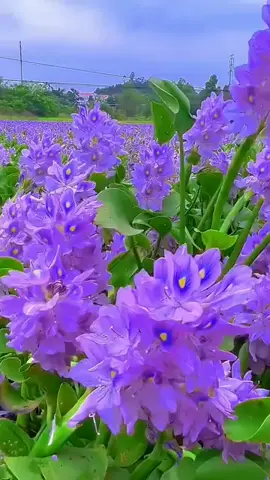 CÁNH HOẢ LỤC BÌNH : Lục bình trôi theo dòng nước, mang trong mình vẻ đẹp mộc mạc và buồn man mác. Những bụi lục bình tím biếc lững lờ trôi giữa sông như những mảnh đời vô định, không biết sẽ cập bến nơi đâu. Dù không gốc rễ vững chắc, nhưng lục bình vẫn sống, vẫn nở hoa, tượng trưng cho sức sống mãnh liệt và tâm hồn phóng khoáng của con người miền sông nước!