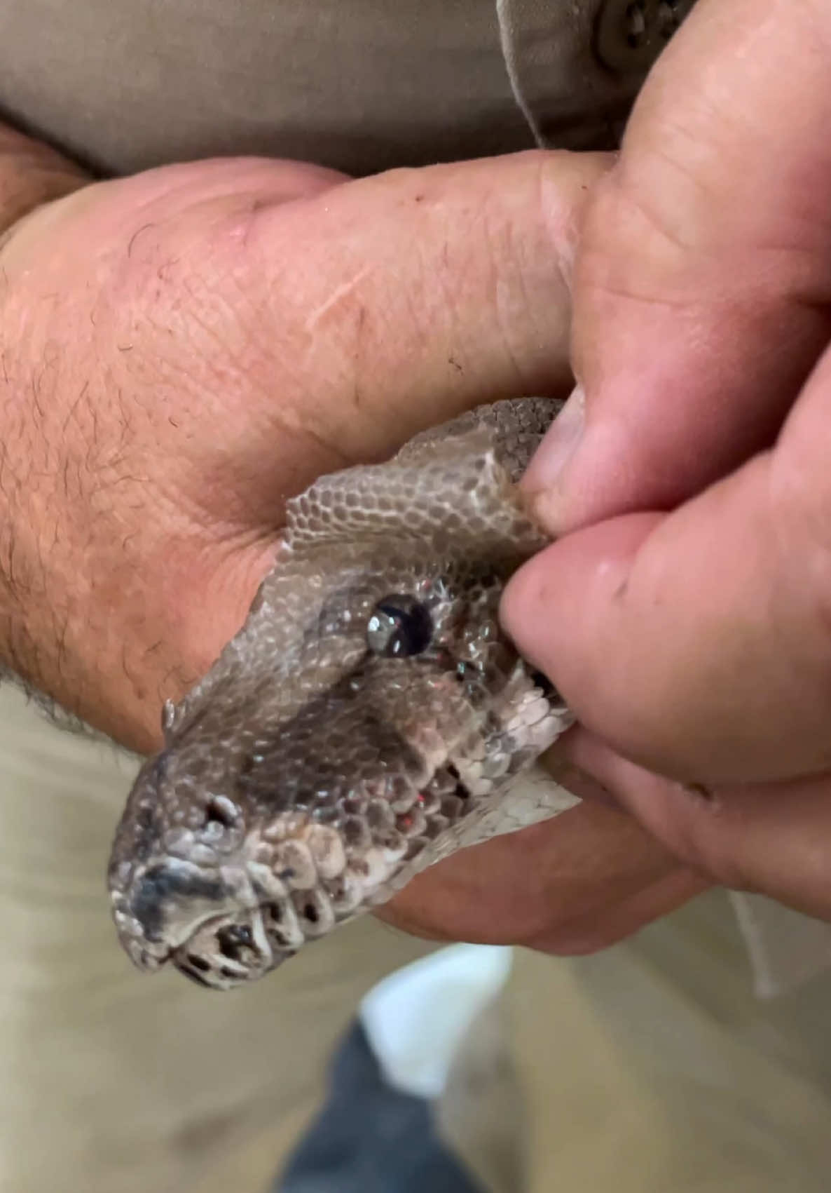 SNAKE LOSES AN EYE......Cap 😅 Snakes actually can’t close their eyes because they have no eye lids! 🤯 which means they never blink and sleep with their eyes open 👁️ Instead they have a special clear scale, on their eye that protects it 🙌Sometimes these eye scales get stuck and thats why I was helping this snake here 😊 glad I could help