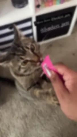 Oliver loves Bonkers Mix @PetSmart #bonkers #pet #cat #tabbycat #mybaby #socute 