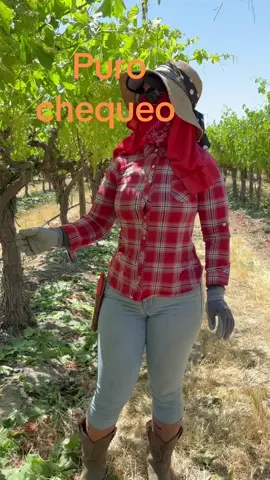 #campesinosconorgullo💯✍🏾 #campecinos #campo #variedad #trabajos #uva 