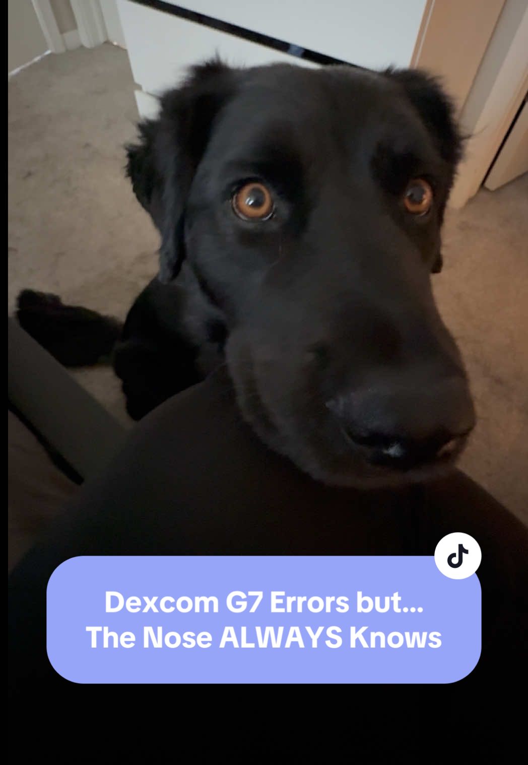 Replying to @Jessica Fredrick347 because we used both sweat and saliva samples when doing my high and low blood sugar scent detection training, I can keep a nose on moms scent from much further distances like this good catch! Also @Dexcom US what is going on with the G7 accuracy lately?! 🩸🐕‍🦺🧃 #hanktherescue #handsomehank #hank #servicedoghank #hanktheservicedog #sdhandler #servicedoghandler #tasktrained #servicedogsoftiktok #servicedoglife #servicedogteam #diabeticalertdog #dogsoftiktok #ownertrainedservicedog #t1d #t1diabetes #t1dlife #t1dlookslikeme #t1diabetic #type1diabetes #t1dcreator #t1dcommunity #servicedogonthejob #lifewithaservicedog #thenoseknows #thenosealwaysknows #lowbloodsugar #dexcom #dexcomg7 #dexcomerror #servicedogalerting #servicedogtasking #medicalalertdog 