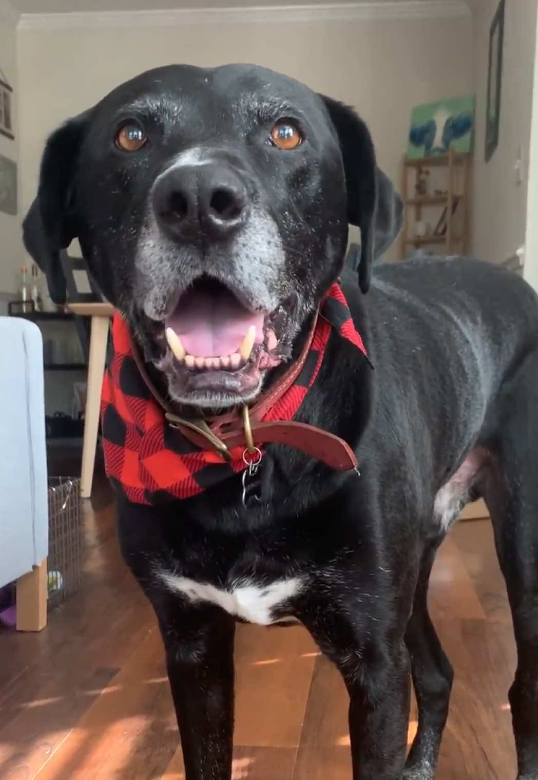 titan ❤️ i miss you so much it still doesn’t feel real. on april 4 titan was diagnosed with cancer, on may 2 we said goodbye.  our house hasn’t been the same without you. our happiest boy, things are too quiet these days.  until we meet again ❤️🕊️