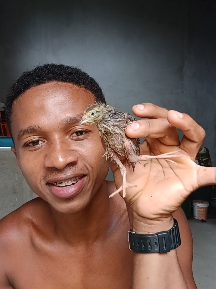 fazendo cirurgia na codorna #aves #cirugia #codorna 