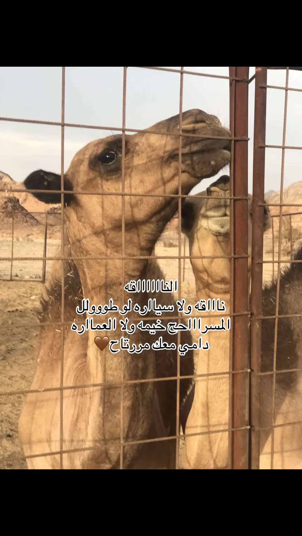 #الشعب_الصيني_ماله_حل😂😂 #كسبلور #مالي_خلق_احط_هاشتاقات 