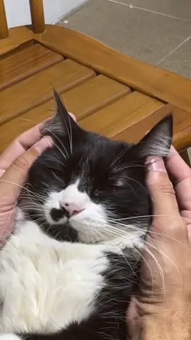 Qual foi que você mais gostou?🥰  #gato #frajolito #humor #comedia #gatosfofos #meme #pov #gatosendogato 