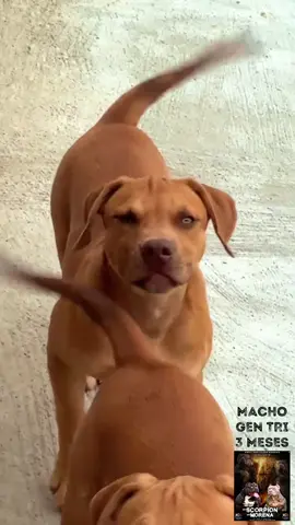 Filho do Scorpion com muita expressão!