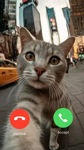#CapCut #phonecall #magiccats3 