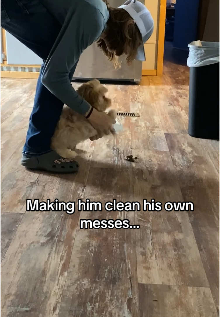 Still Potty training.. #fyp #puppy #pottytrain #secretaccount 