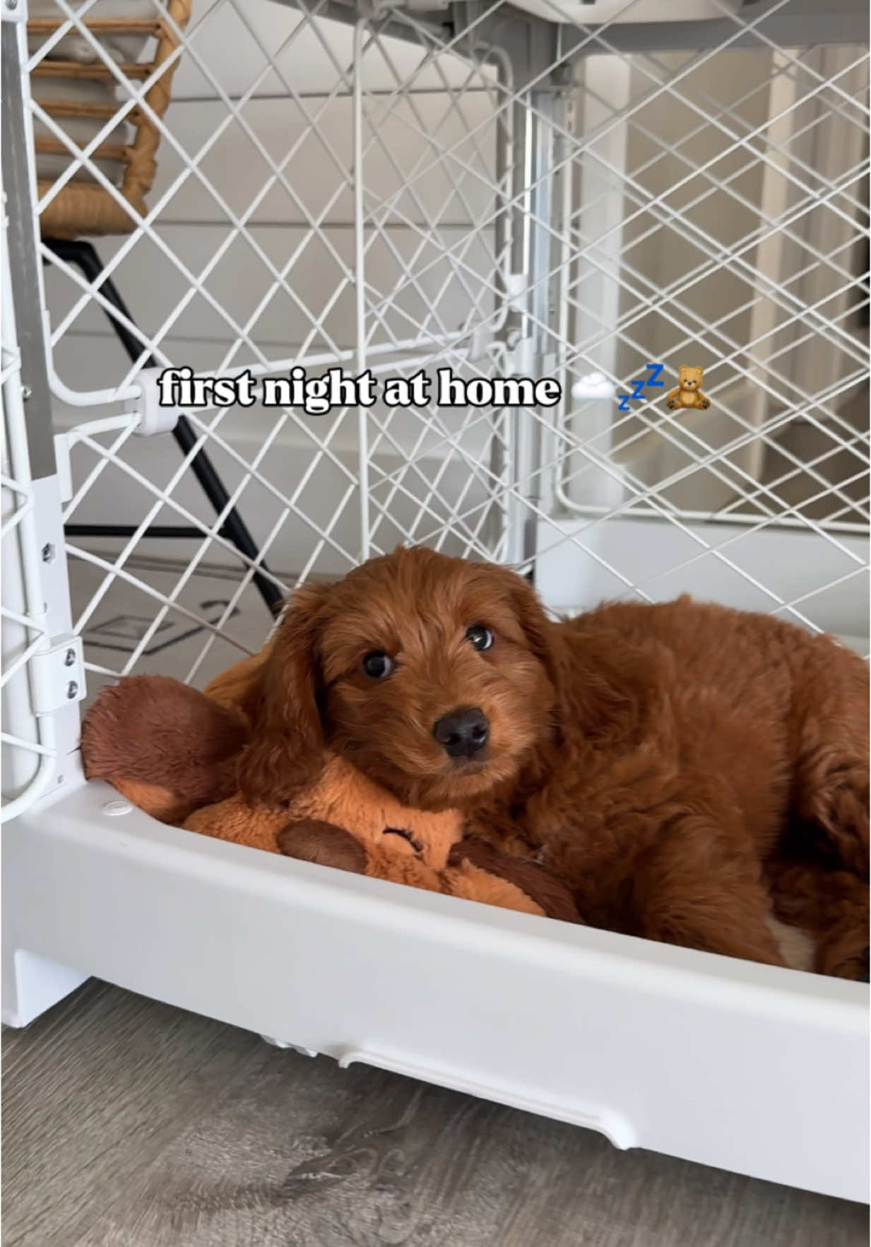 My first night at home ☁️💤🧸 #minigoldendoodle #puppytiktok #puppylife #puppylove #cutepuppy #puppy #puppydog 