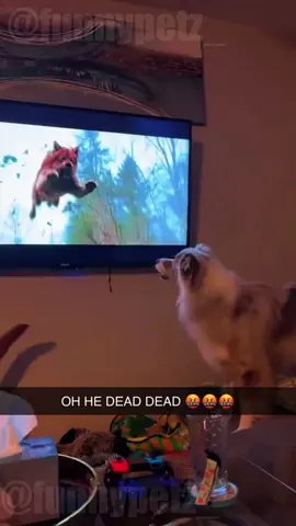 Funny Reaction to Dogs Watching TV #funnypets #dogsoftiktok #dogswatchtv #funnypets
