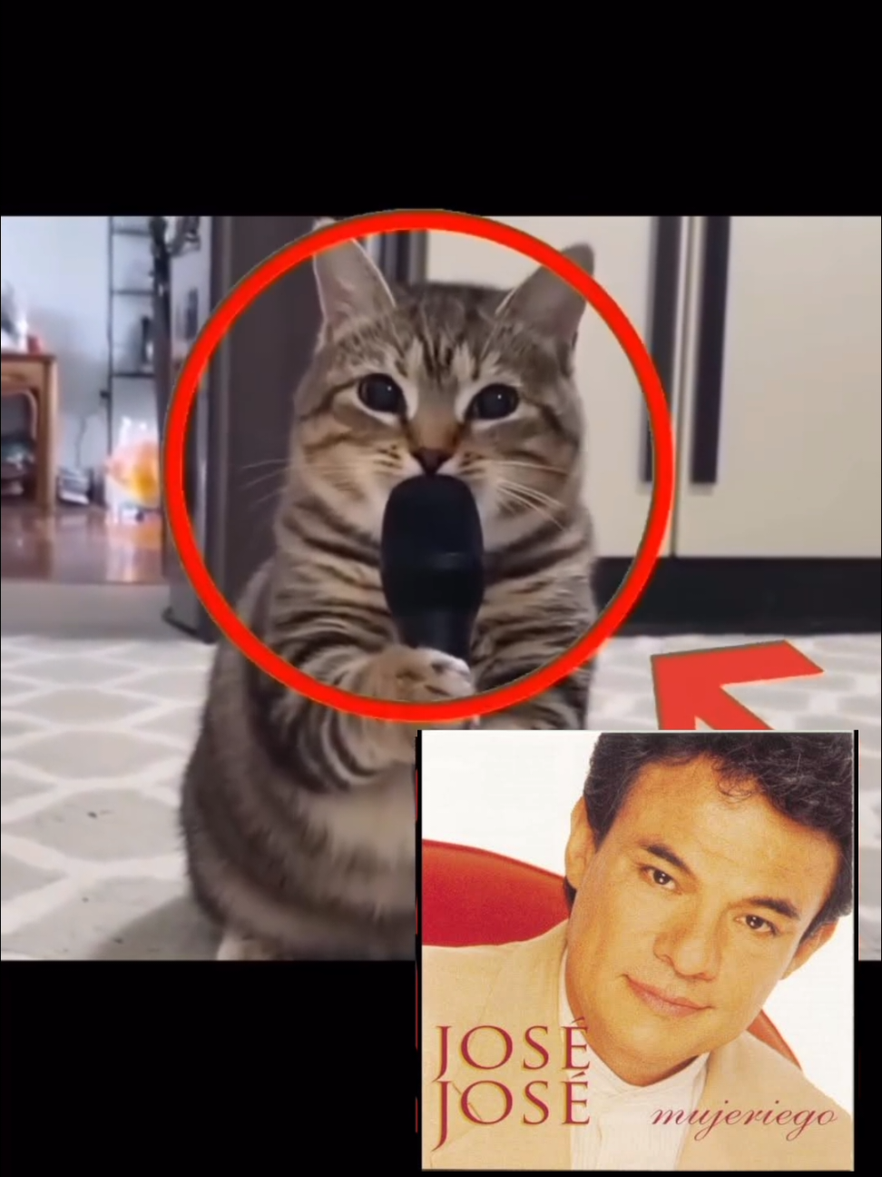 #josejose #mujeriego #infiel #musica #music #gato #cat #fyp #mexico 