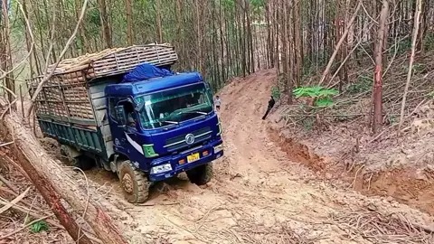 Cuộc đời khó khăn  Cũng sẽ cố gắng.💪🌲🪵.#xuhuong 