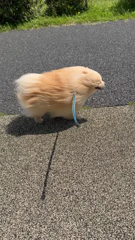 #強風オールバック #強風ポメラニアン #ネバーエンディングストーリー 