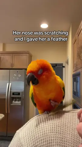 #parrot #quakerparrot #sunconure #parrotsoftiktok 