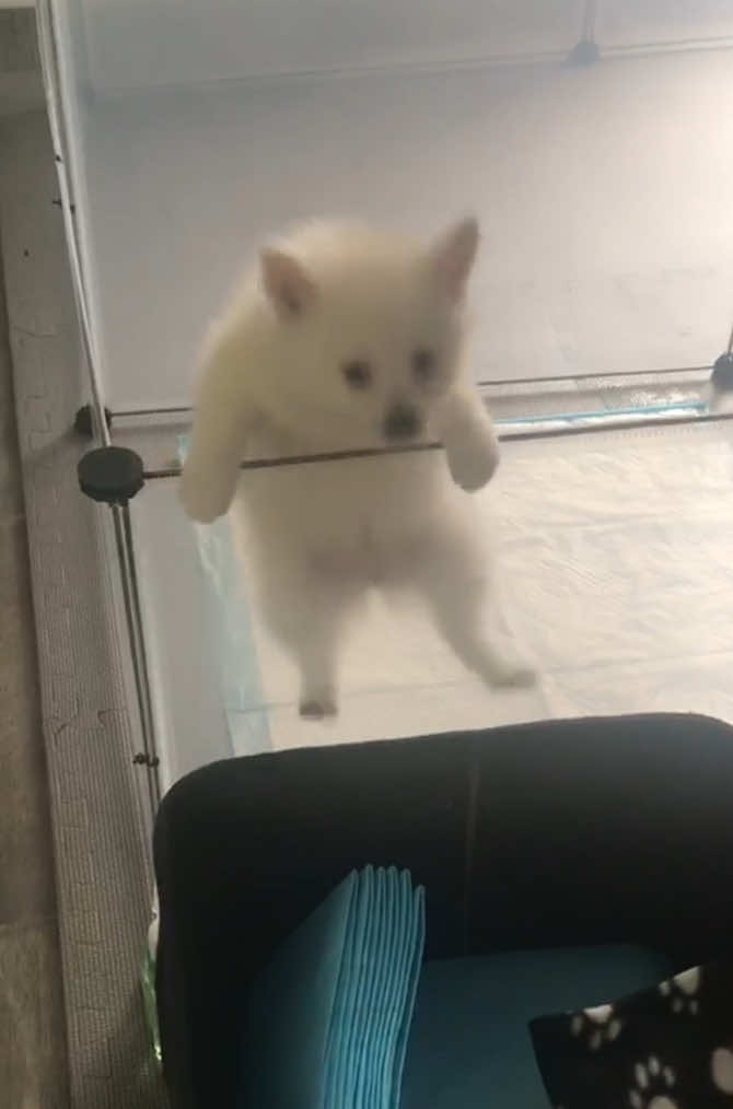 The Great Escape 🔥 #cute #cutedogs #cutepuppies #cutepuppy#poms #pomeranian #dogs #fun #pomeraniandog #puppies #fluffy #play #puppytiktok #dogsoftiktok #smallcutepuppies  #furrybabies #petlove #cutepets #animallovers #furrytok @Touchofcloudspom 