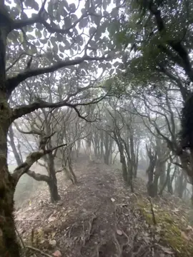 1 chút ma mị😁#xuhuongtiktok #tachinhu2979m #tachinhuyenbai 