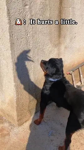 Dogs and shadows #usa🇺🇸 #usa_tiktok #dog #dogsoftiktok #dogs #pet #PetsOfTikTok #petlover #animals 