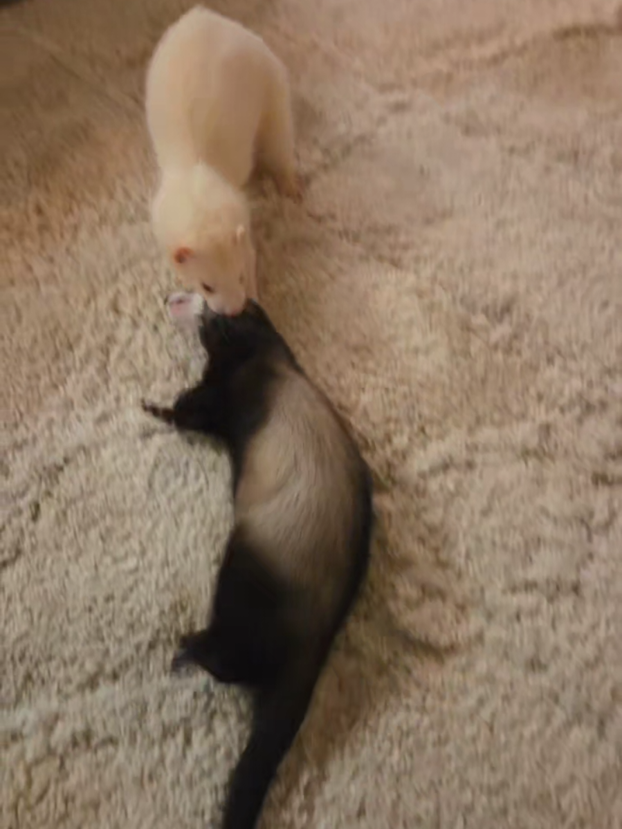 we've got to hide the ferret 😂 #ferret #ferrets #rebble #scarlett #fyp 