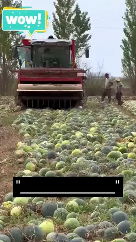 Why are the Chinese destroying thousands of watermelons? #watermelon #shorts #tiktok #fyp #foryou #genius #viral 
