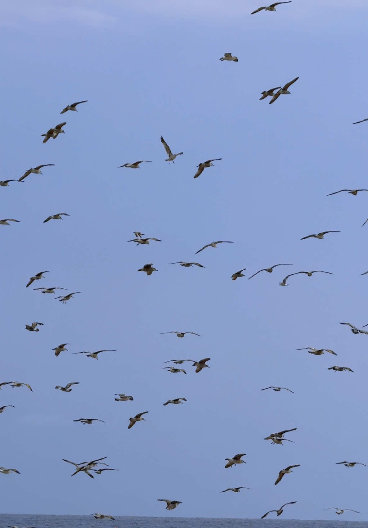 Simplicity and chaos #beachvibes #playa #beach #seagulls #summeraesthetic #summervibes 