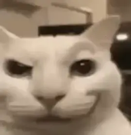 I found this in X/GiFShitposting #catsoftiktok #shitpost #gif #catmeme #aimeme #catai #meme #dontflop #fyp #fyppppppppppppppppppppppp #fypage #fypシ゚ #xyzbca #bcaxyz 