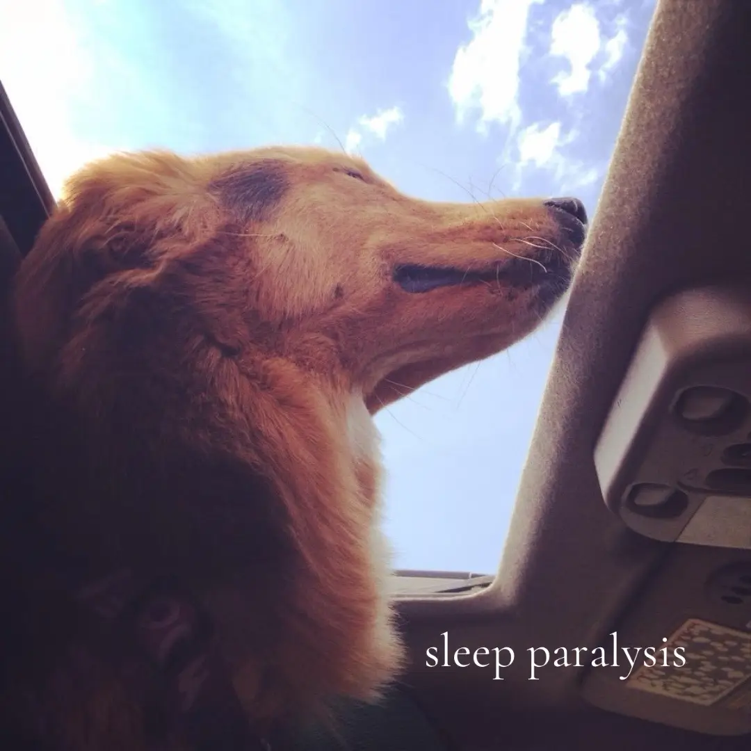 My most favorite picture of my childhood best friend ❤️ it has been 5 years and I still think of her every single day.  Her collar stays in my car so she’s always taking a car ride with me. 