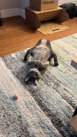 #meow#catsoftiktok #cats #cat#kitten #kittycat #kittycatsoftiktok #kittytok #kittylover#kittysoftiktok #catslovers#cattok #catmom #fyp #meowmeowmeow #peggy#catsdoingthings 