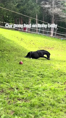 #pony #itchy #hackneypony #weirdo 
