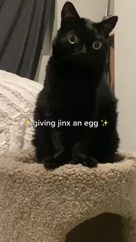 unfortunately jinx is not a fan of eggs