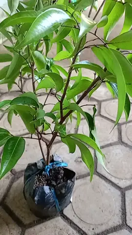 Bibit leci merah hasil cangkok Monggo bisa lgsg di co bibit nya bisa cod seluruh Indonesia #bibitlecimerah 
