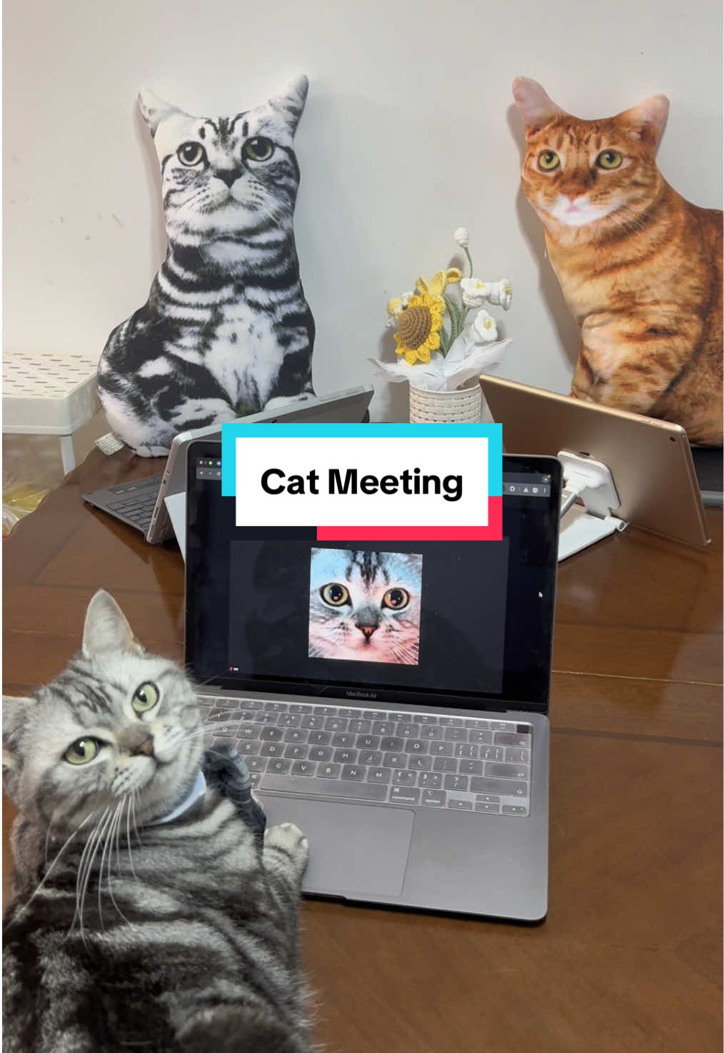 My cat runs the meeting. Notta takes the notes — every meow included. No typing, just pure productivity. Check the link in my bio to try Notta now. @notta.ai #notta #transcription #aitools #catsoftiktok #funnymeeting #remotework #zoomlife 