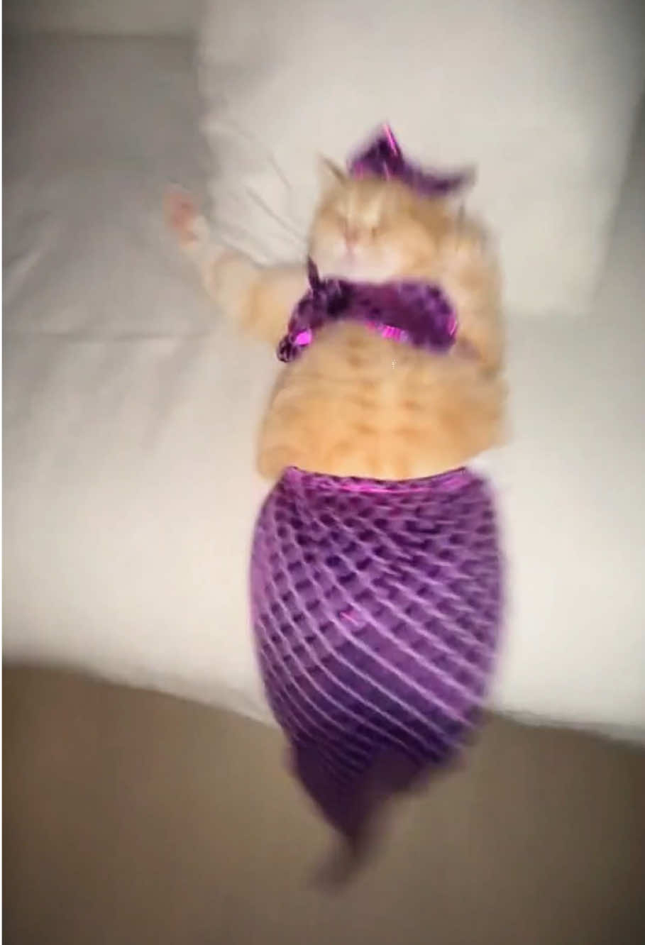 Let’s shake a song together  #funny #funnyvideos #fyp #foryoupage #catsoftiktok #catlover #funnymoments #dance #shake #cattok #funnytiktok 