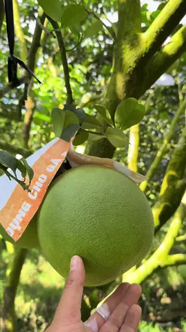 Làm giàu từ quê hương