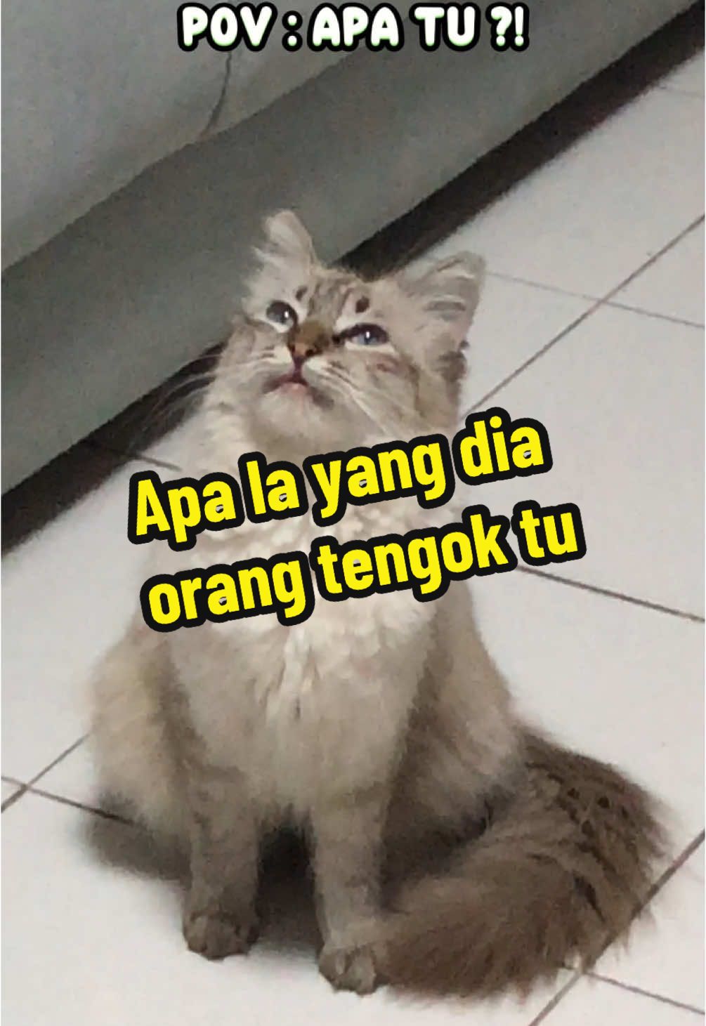 Happy mother’s day to all mama cat diluar sana💕💕 #EOSG #eosg_my #Malaysia #kucing #car #cat 