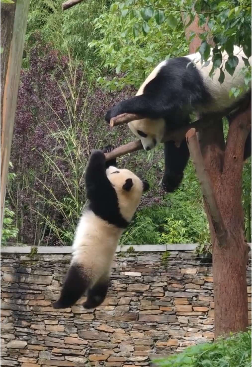 โอ๊ยยย เล่นอะไรเนี่ย~#panda #funny #cute 